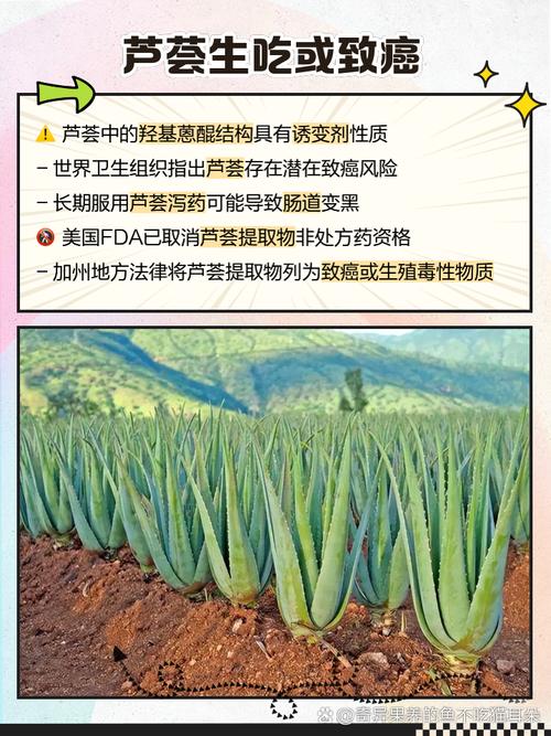 养生室内植物图片_养生室内植物有哪些_养生室内植物