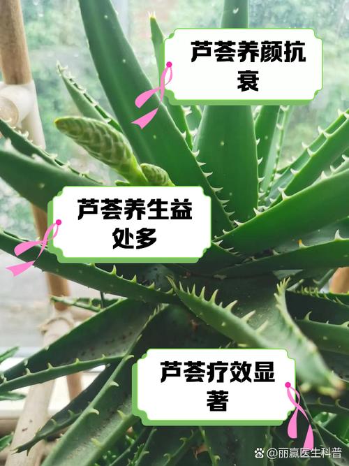 养生室内植物_养生室内植物有哪些_养生室内植物图片