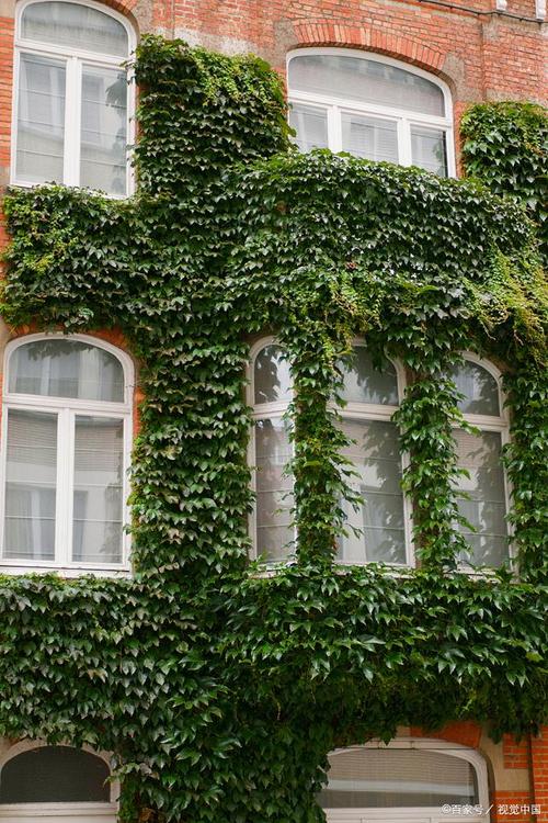 养生室内植物_室内养植物_养生室内植物有哪些